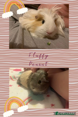 Guinea Pig rodents - Advert 18