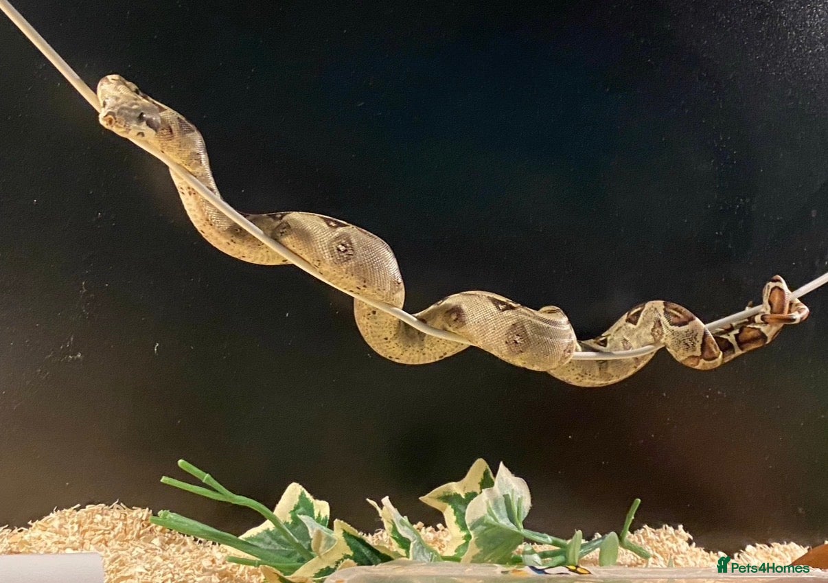 Boa Snake reptiles Boa And vivarium  - Advert 1