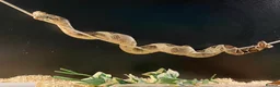 Boa Snake reptiles for sale: Boa And vivarium  - Advert 1