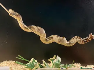 Boa Snake reptiles Boa And vivarium - Advert 2