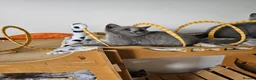 British Shorthair cats for sale: Beautiful British shorthair blue kittens NEUTERED - Advert 7
