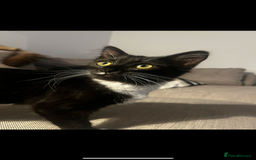 Siamese cats for sale: Female tuxedo cat - Image 3