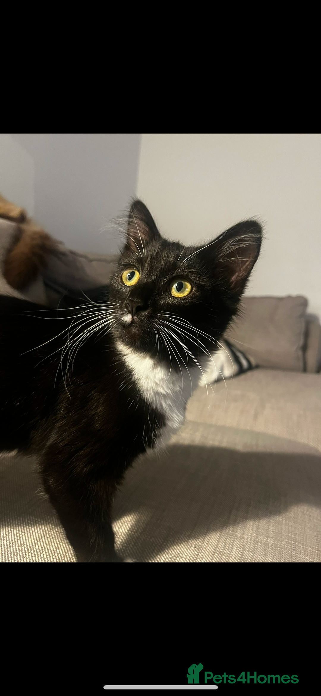 Siamese cats for sale: Female tuxedo cat - Image 3