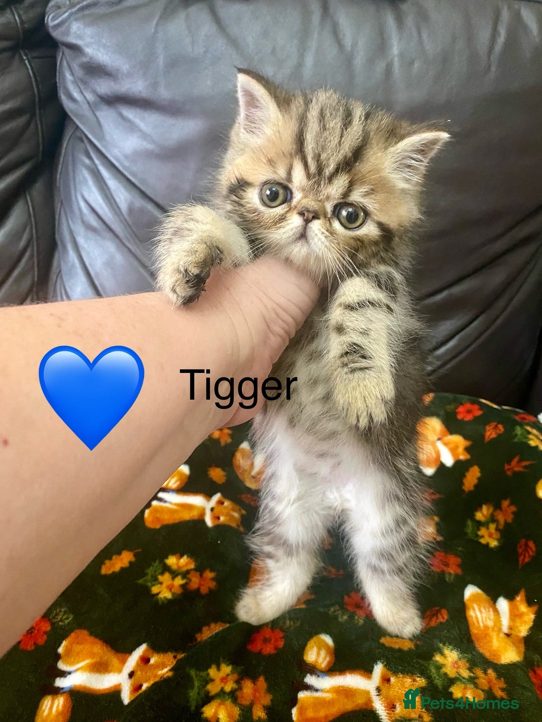 Persian cats for sale: EXCEPTIONAL LITTER PERSIAN EXOTIC KITTENS - Image 13