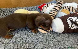 Miniature Dachshund dogs for sale: 1 girl & 3 boys ready Now Mini Dachshunds  - Image 21