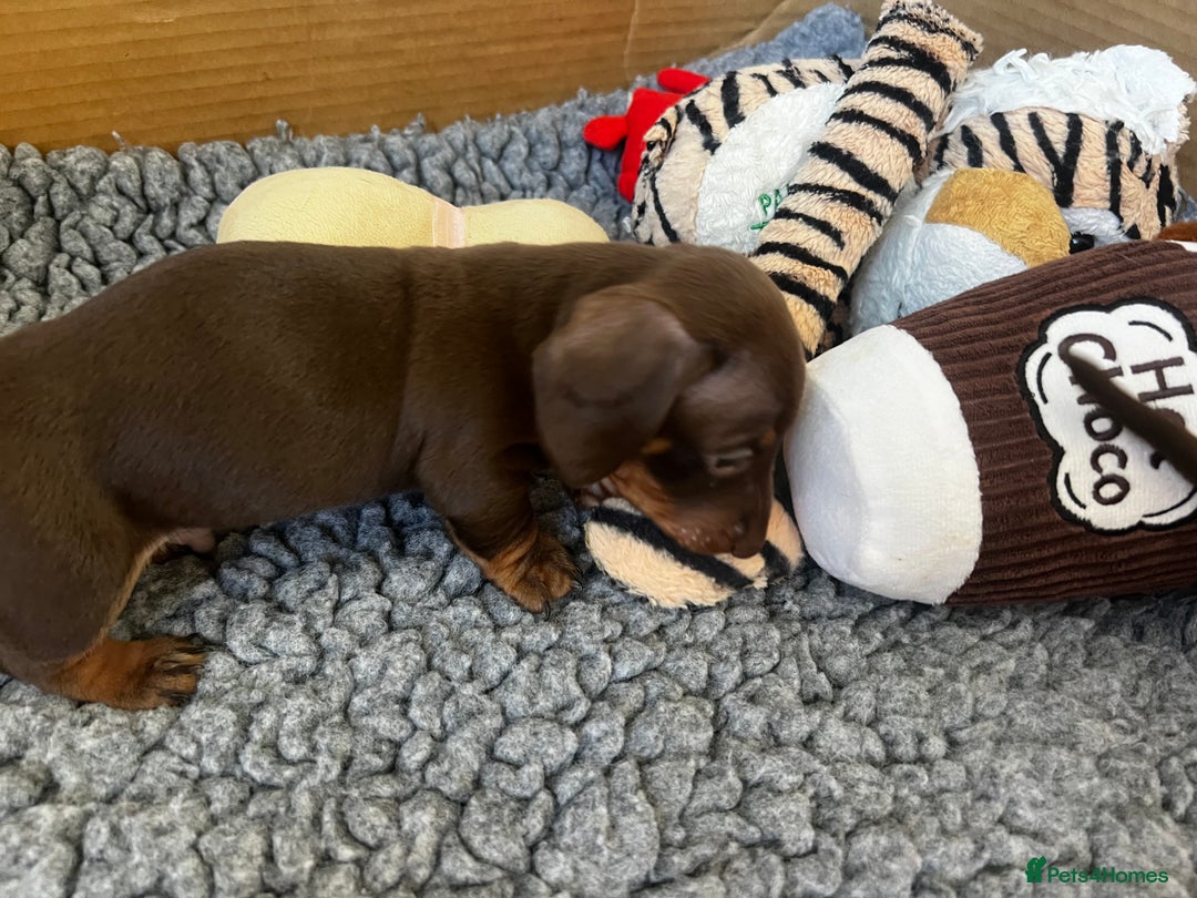 Miniature Dachshund dogs for sale: 1 girl & 3 boys ready Now Mini Dachshunds  - Image 21
