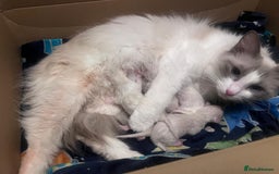 Ragdoll cats for sale: 7 stunning Ragdoll kittens for sale - Image 1