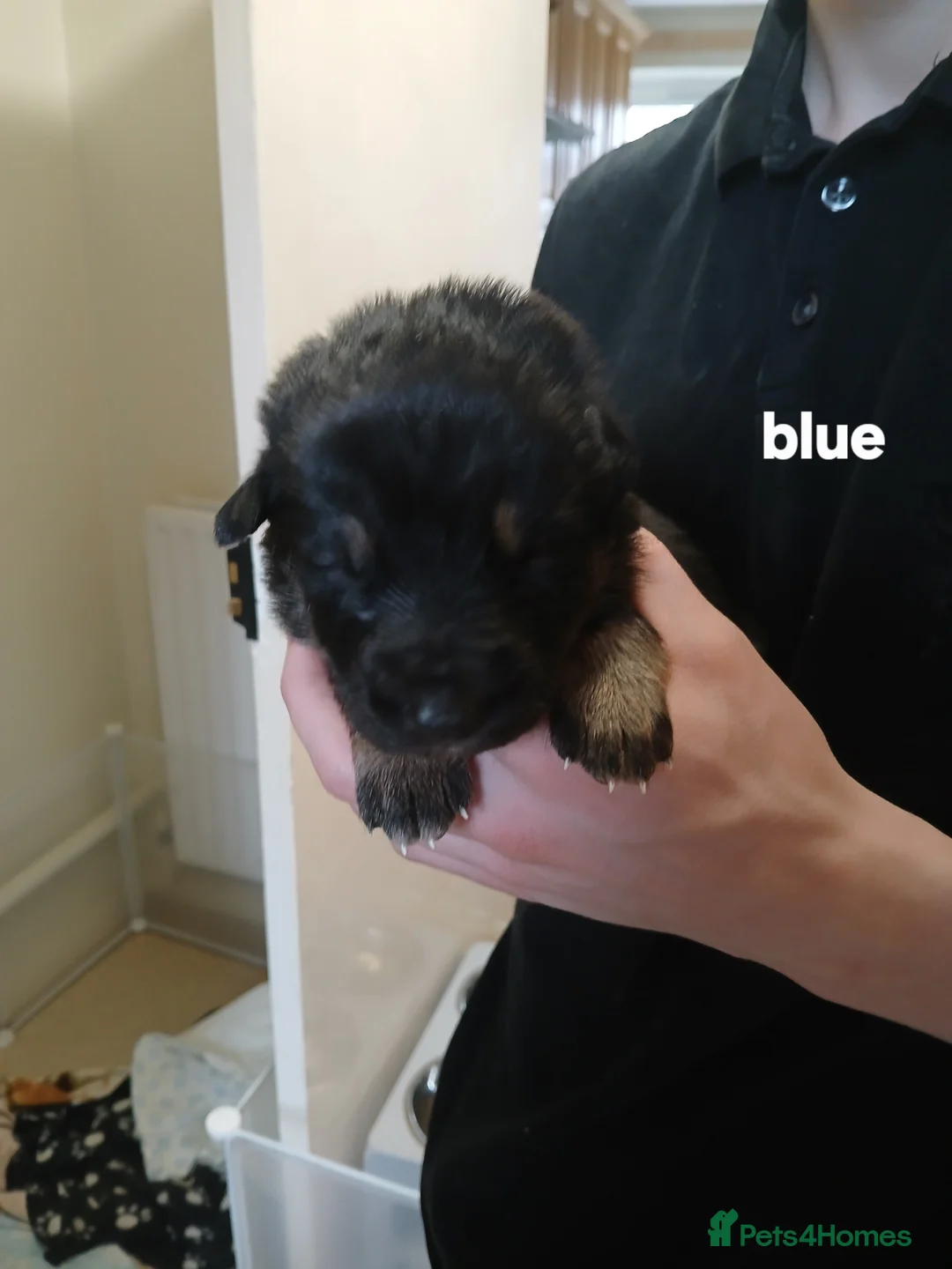 German Shepherd dogs for sale: German shepards  - Advert 10