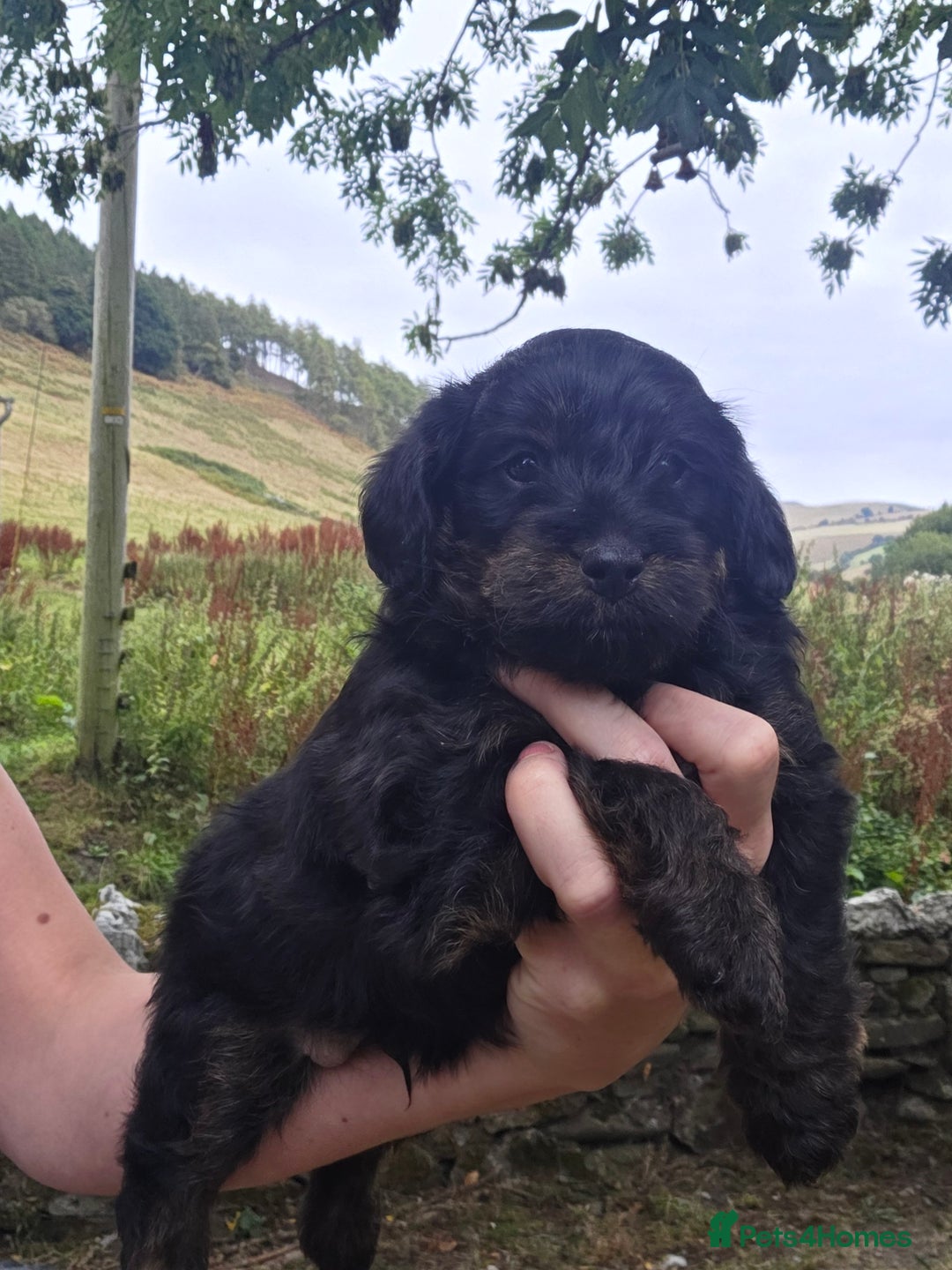 Jackapoo dogs for sale: Jackapoo puppies - Image 7