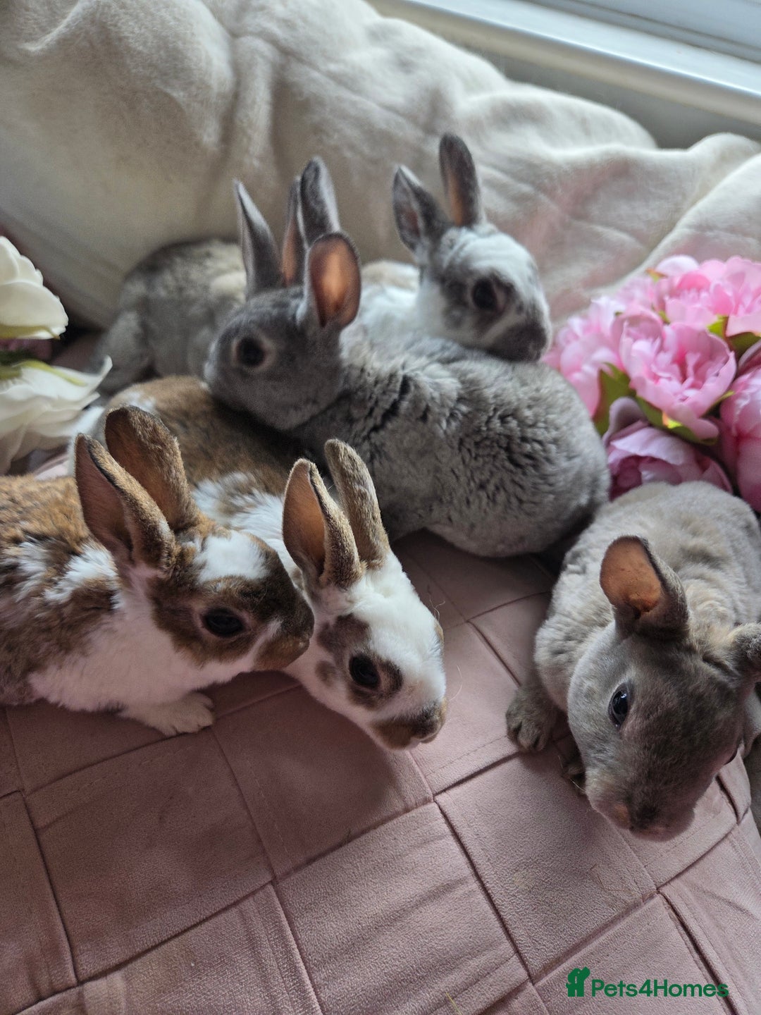 Rex rabbits for sale: 🐰 Beautiful mini rex babies 🐰 - Advert 1