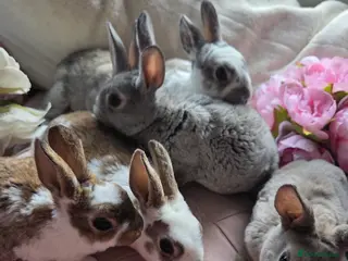Rex rabbits 🐰 Beautiful mini rex babies 🐰 - Advert 14
