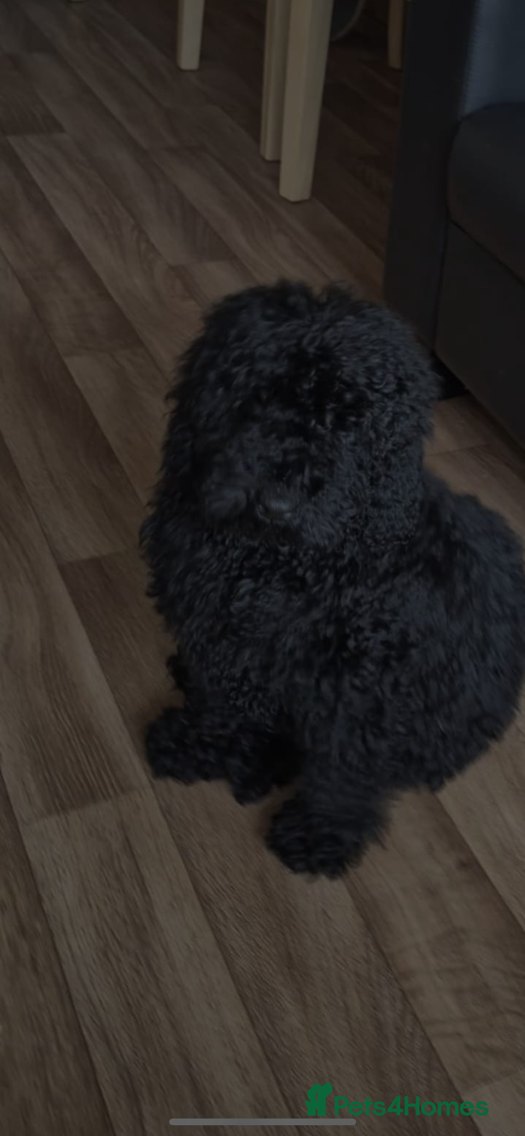 Poodle dogs for sale: 1 boy full breed poodle  - Advert 1