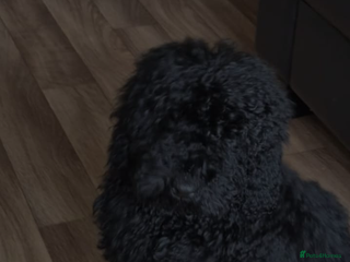 Poodle dogs 1 boy full breed poodle - Advert 1