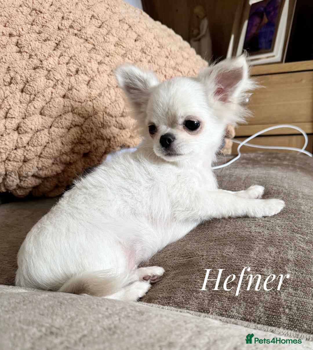 Chihuahua dogs for sale: KC white LC chihuahua boy show line  - Image 1