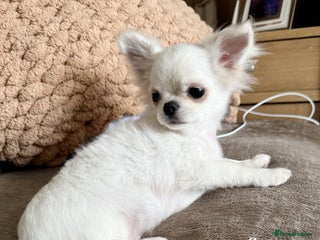 Chihuahua dogs KC white LC chihuahua puppy show line - Advert 1