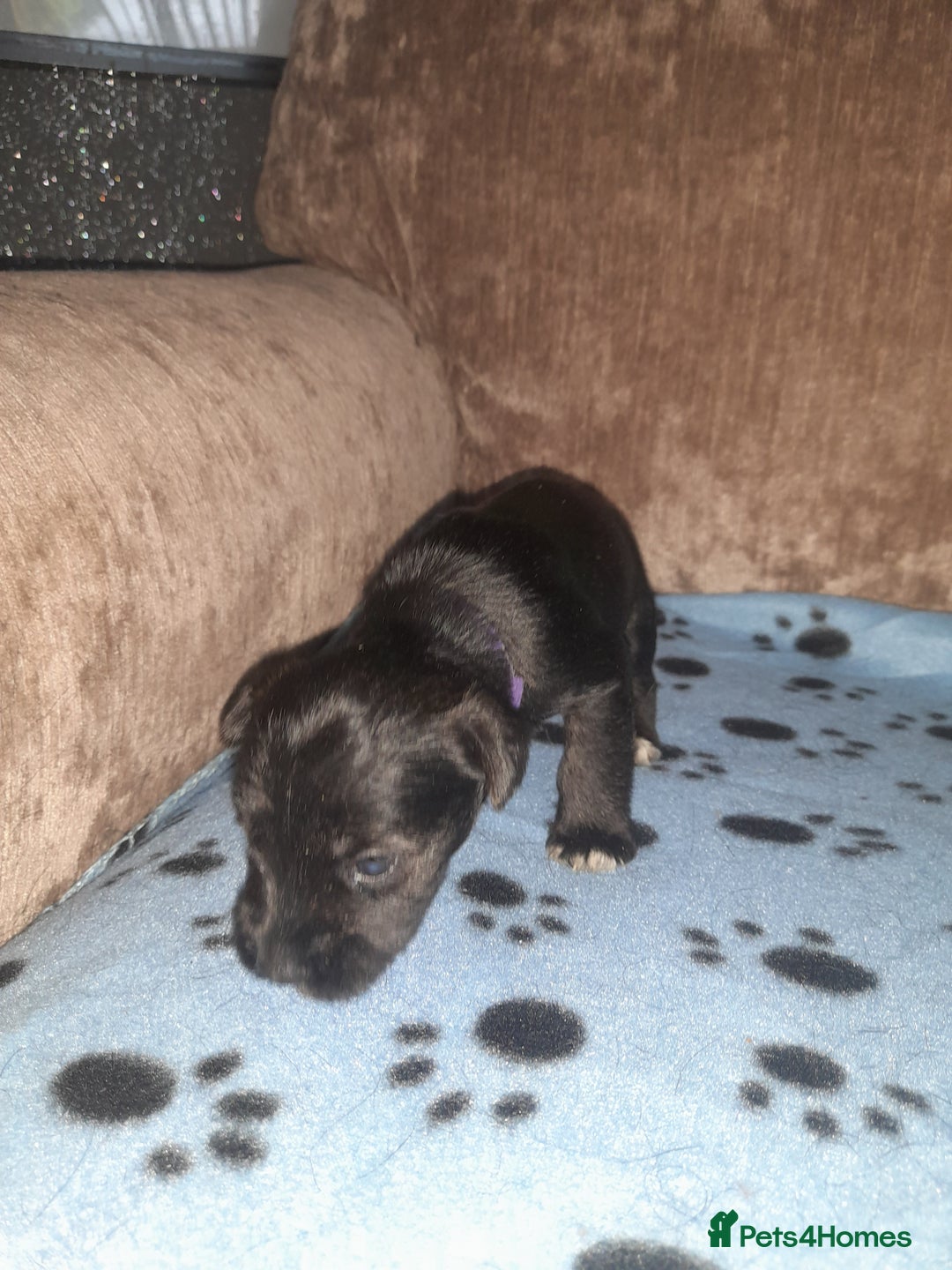 Mixed Breed dogs for sale: Snorkie pups - Image 3