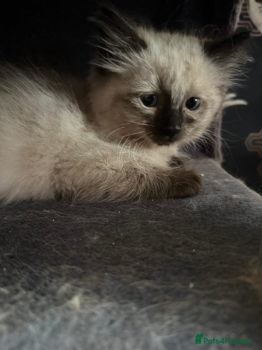 Ragdoll cats for sale: 2 stunning seal point ragdoll boys  - Image 12