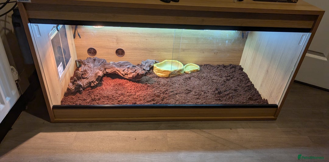 Tortoise reptiles for sale: 22 year old female tortoise and 4fy viv - Image 2