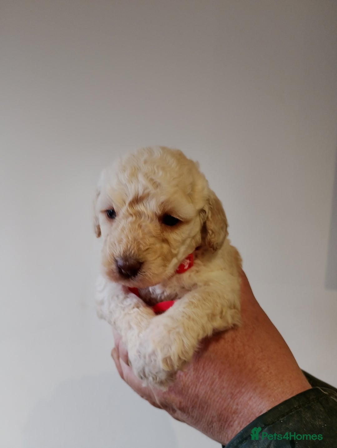 Cockapoo dogs for sale: Cockapoo puppies  - Advert 6