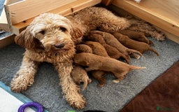 Double Doodle dogs for sale: Beautiful Double Doodle Puppies - Image 12