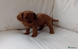 Cavapoo dogs for sale: Gorgeous Red F1 Cavapoo Puppies With H/T Parents - Image 10