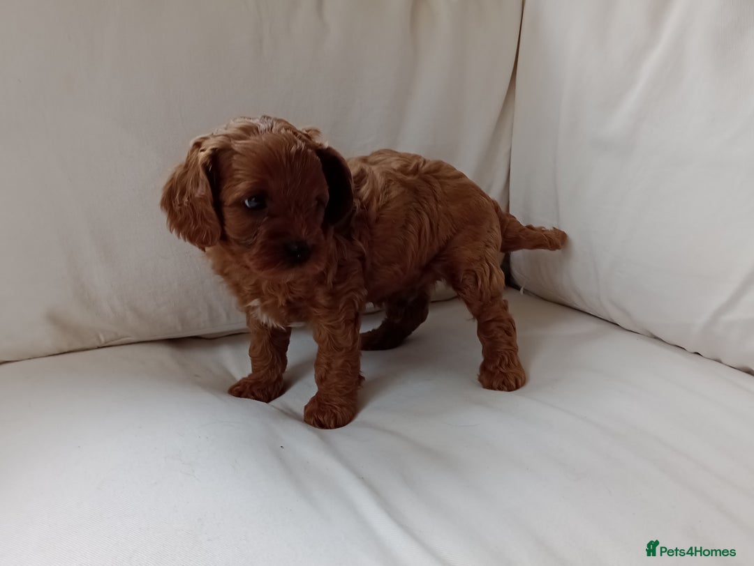 Cavapoo dogs for sale: Gorgeous Red F1 Cavapoo Puppies With H/T Parents - Image 10