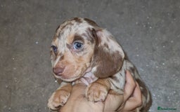 Miniature Dachshund dogs for sale: 💜Extra miniature chocholate dapple daschunds💜  - Image 26