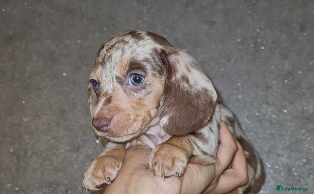 Miniature Dachshund dogs for sale: 💜Extra miniature chocholate dapple daschunds💜  - Image 26