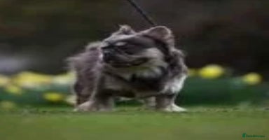 French Bulldog dogs Fluffy French bulldog Tyson Furry - Advert 12