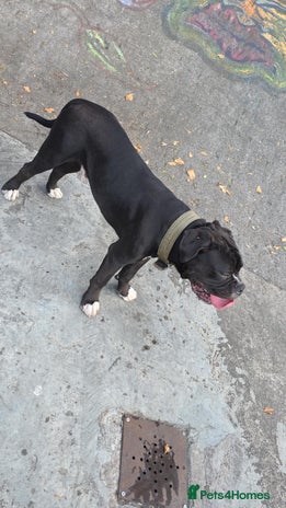 Old Tyme Bulldog dogs - Advert 6