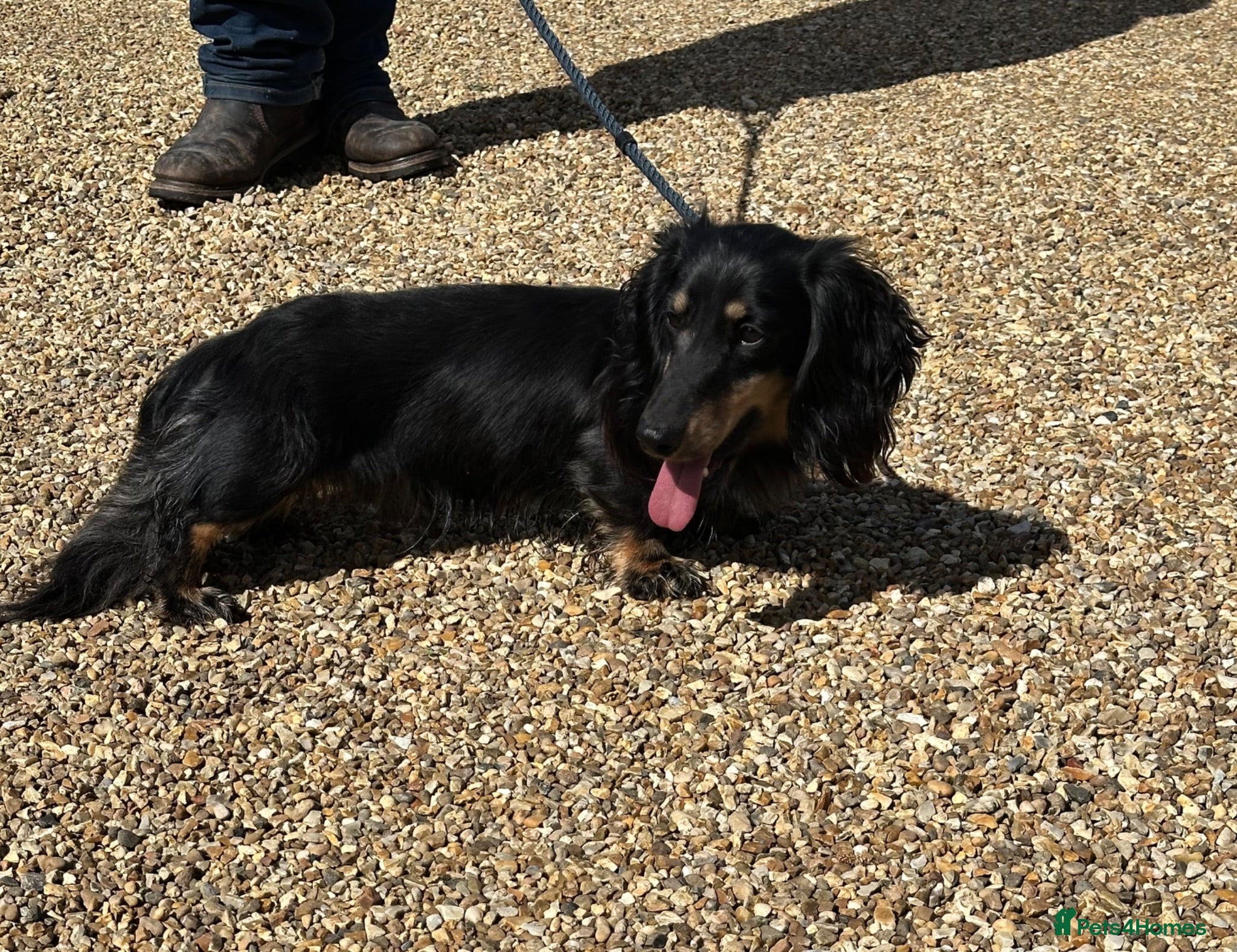 Miniature Dachshund dogs Silver dapple and tan longhaired boy - Advert 2