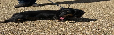 Miniature Dachshund 1