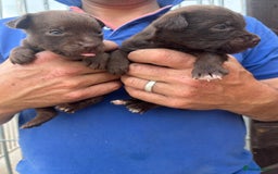 Patterdale Terrier dogs for sale: Stunning litter of patterdale puppies  - Image 6