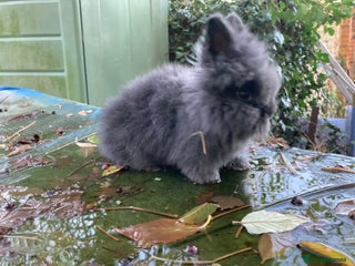 Lionhead rabbits 9 lionhead babies - Advert 2