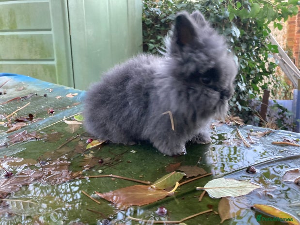 Lionhead rabbits 9 lionhead babies - Advert 11