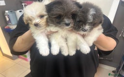 Mixed Breed dogs for sale: Beautiful Pomachons  - Image 1