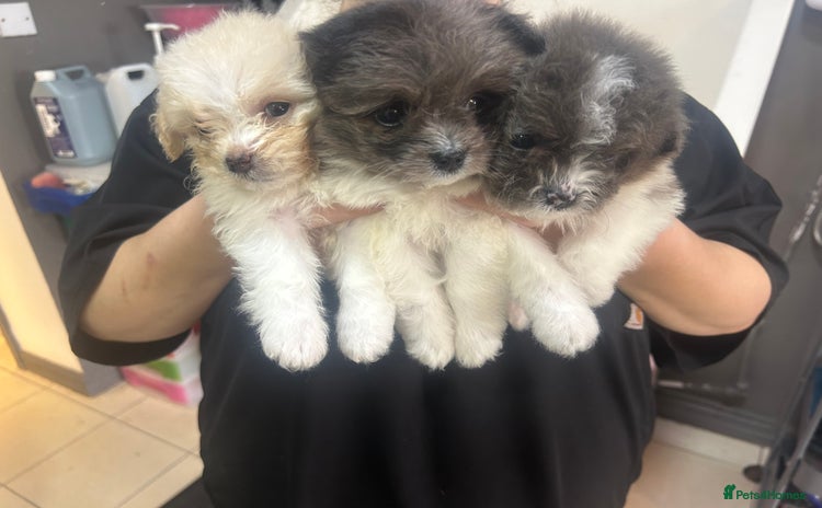 Mixed Breed dogs - Advert 1
