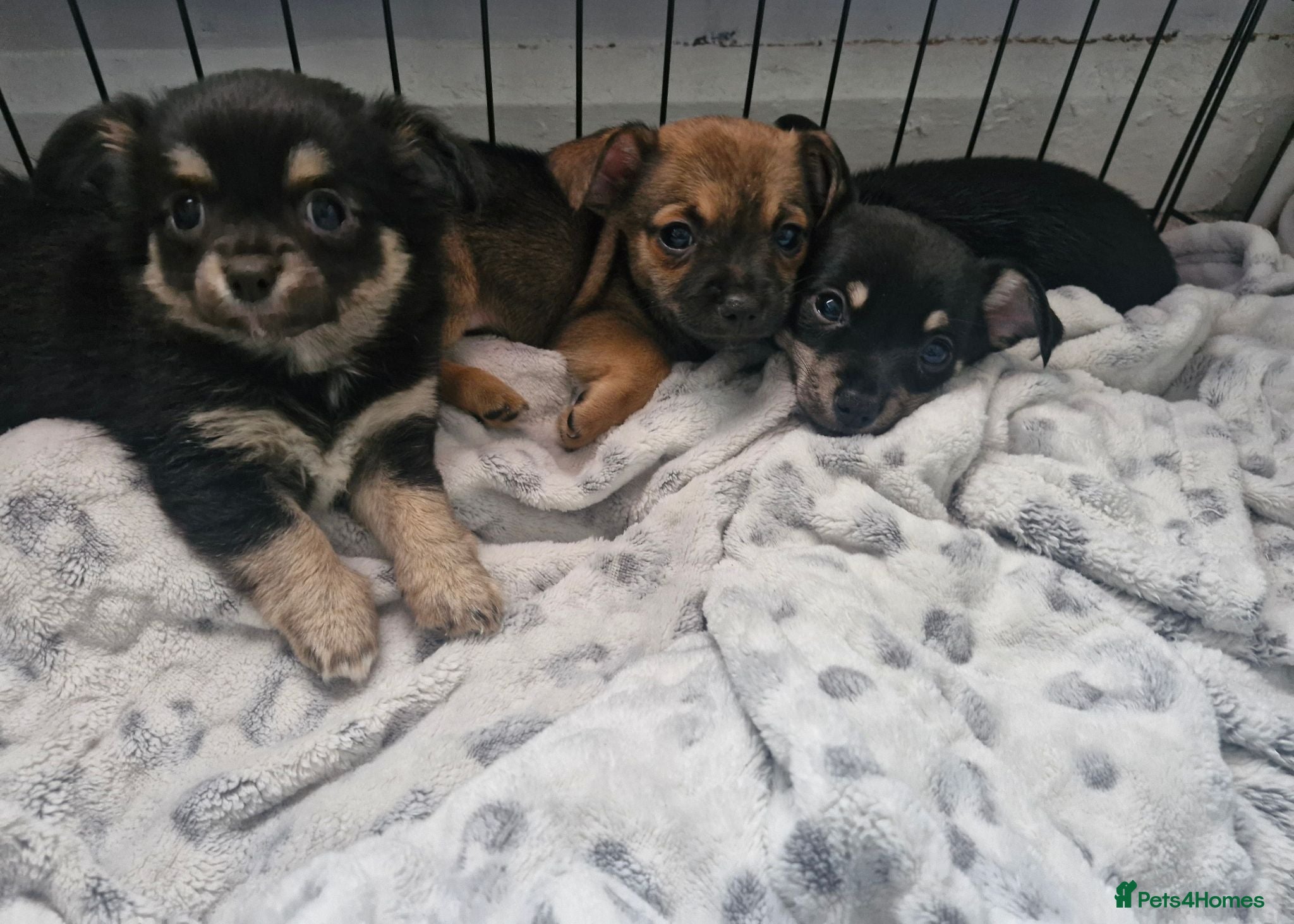 Pomchi dogs Pomchis 💙💙💖 - Advert 12