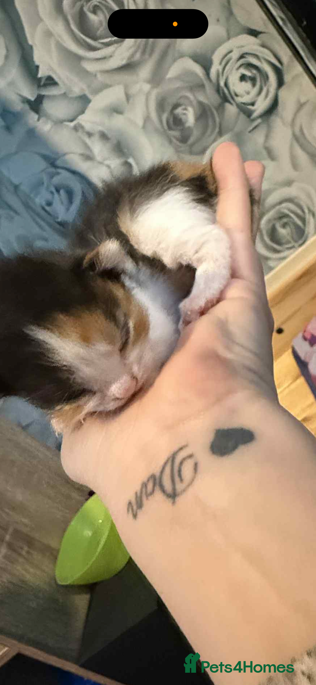 Mixed Breed cats for sale: Beautiful kittens looking for their forever homes  - Image 3
