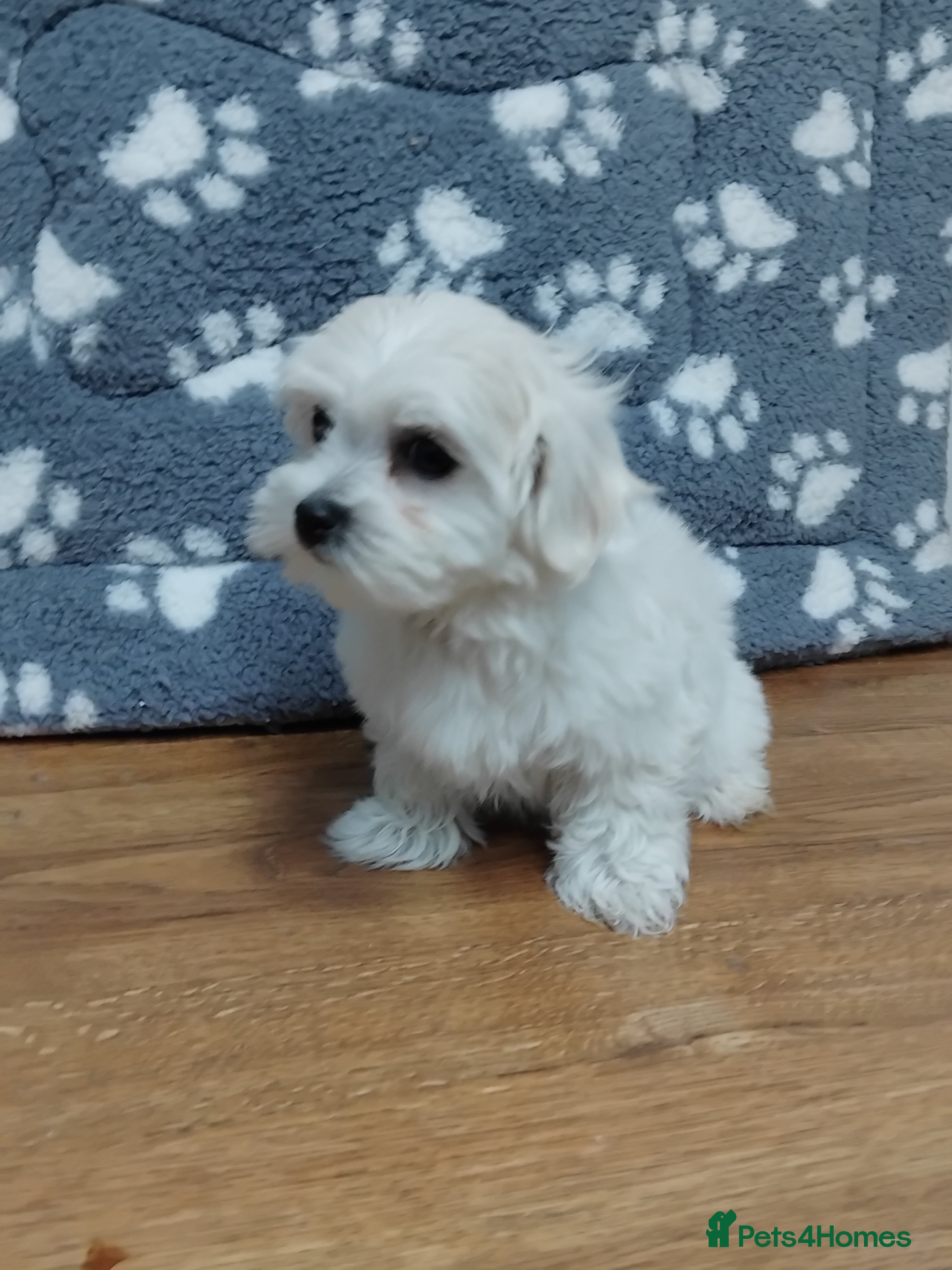 Maltese dogs Maltese female puppy - Advert 1