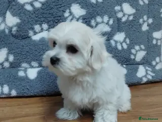 Maltese dogs Maltese female puppy - Advert 1