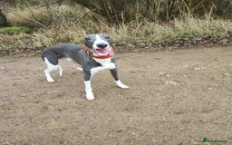 Whippet dogs for stud: KC registered  in Corby - Image 1