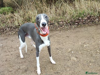 Whippet dogs in Corby - Advert 1