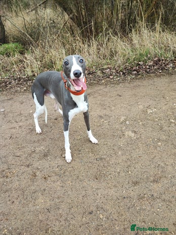 Whippet dogs for stud in Corby - Advert 2