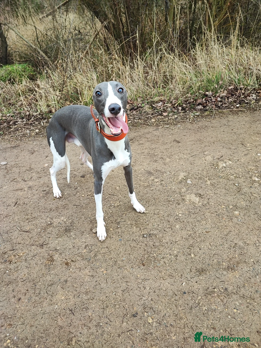 Whippet dogs for stud: KC registered  in Corby - Advert 1