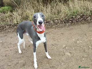 Whippet dogs KC registered in Corby - Advert 10