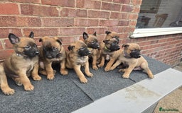 Belgian Shepherd Dog dogs for sale: Belgian Shepherd puppies - Advert 8