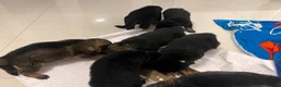 German Shepherd dogs for sale: 7 stunning German Shepard puppies for sale  - Advert 9