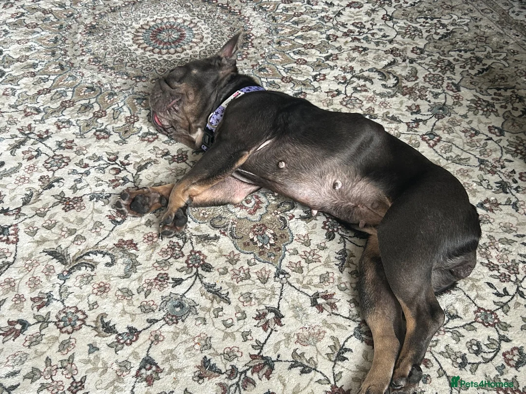 French Bulldog dogs for sale: French Bulldog 2years old - Advert 3