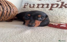 Miniature Dachshund dogs for sale: Miniature smooth dachshund puppies ready now - Image 17
